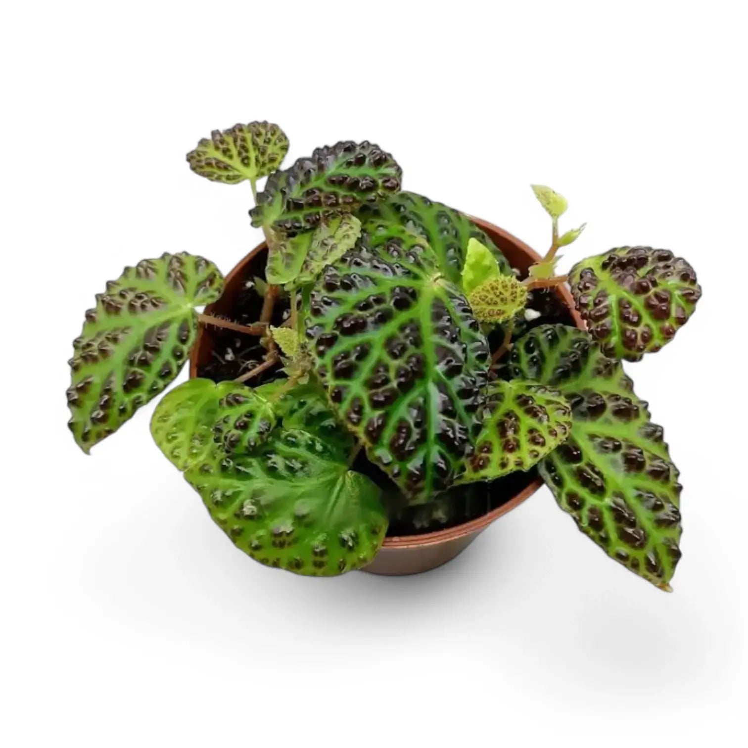 Begonia dracopelta Zimmerpflanze im Anzuchttopf vor weiĂźem Hintergrund, Produktfoto 2.