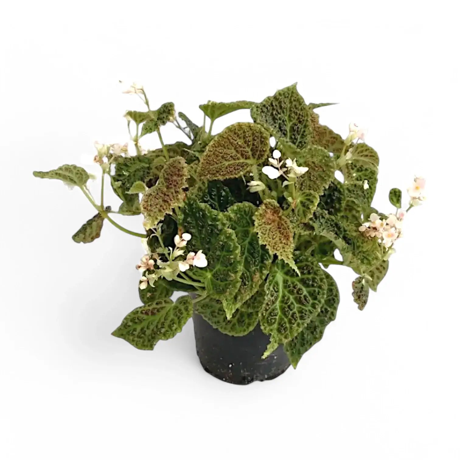Begonia dracopelta Zimmerpflanze im Anzuchttopf vor weiĂźem Hintergrund, Produktfoto 3.