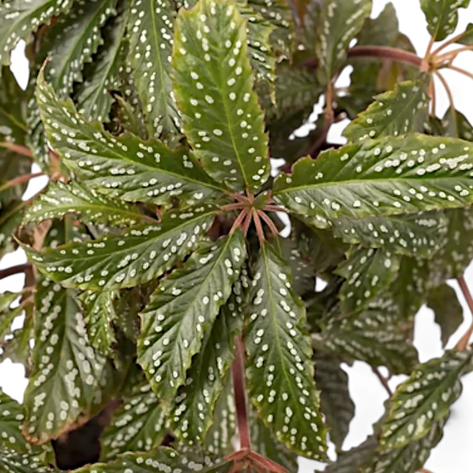 Begonia hemsleyana 'Silver Dots' Zimmerpflanze im Anzuchttopf vor weiĂźem Hintergrund, Produktfoto 3.