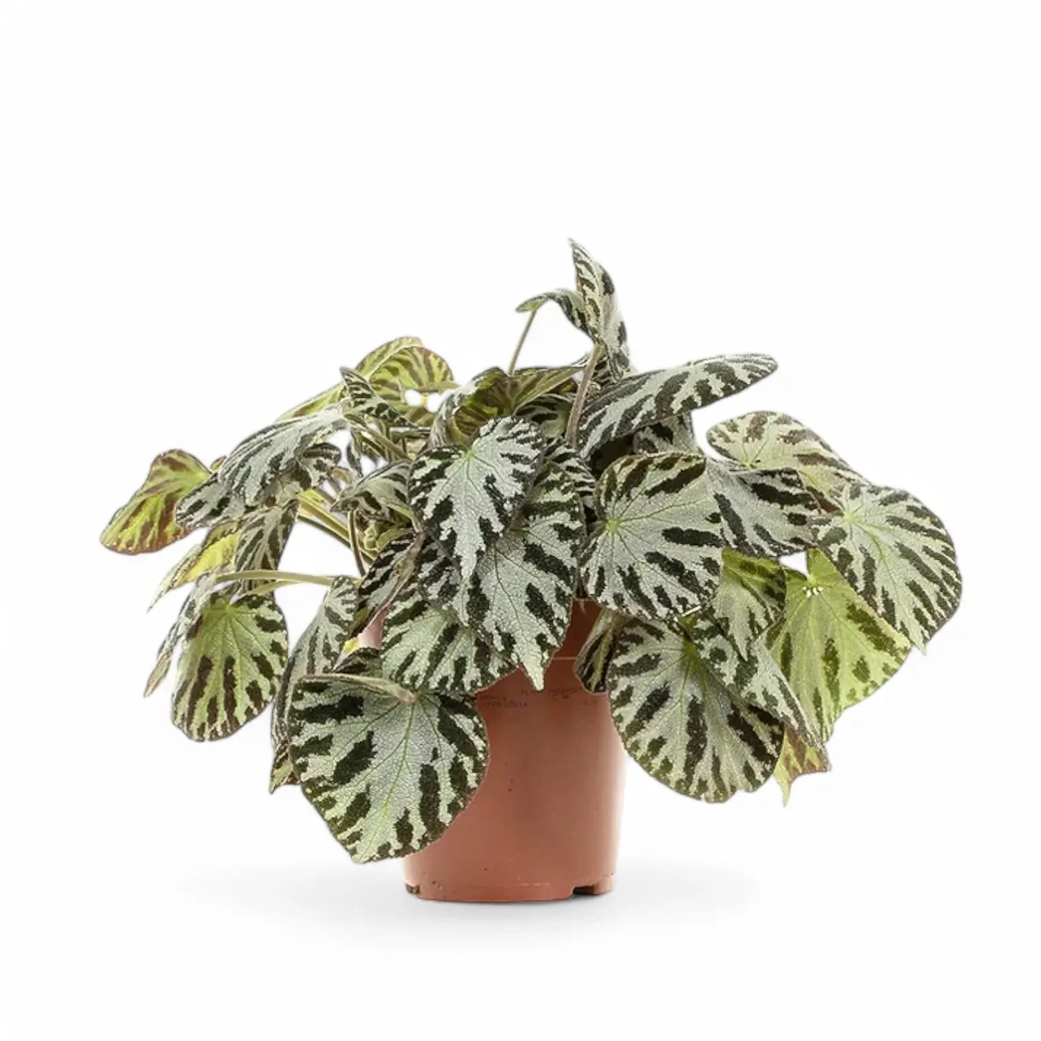 Begonia imperialis x pustulata âSilver Jewelâ â Blattdetail vor weiĂem Hintergrund..