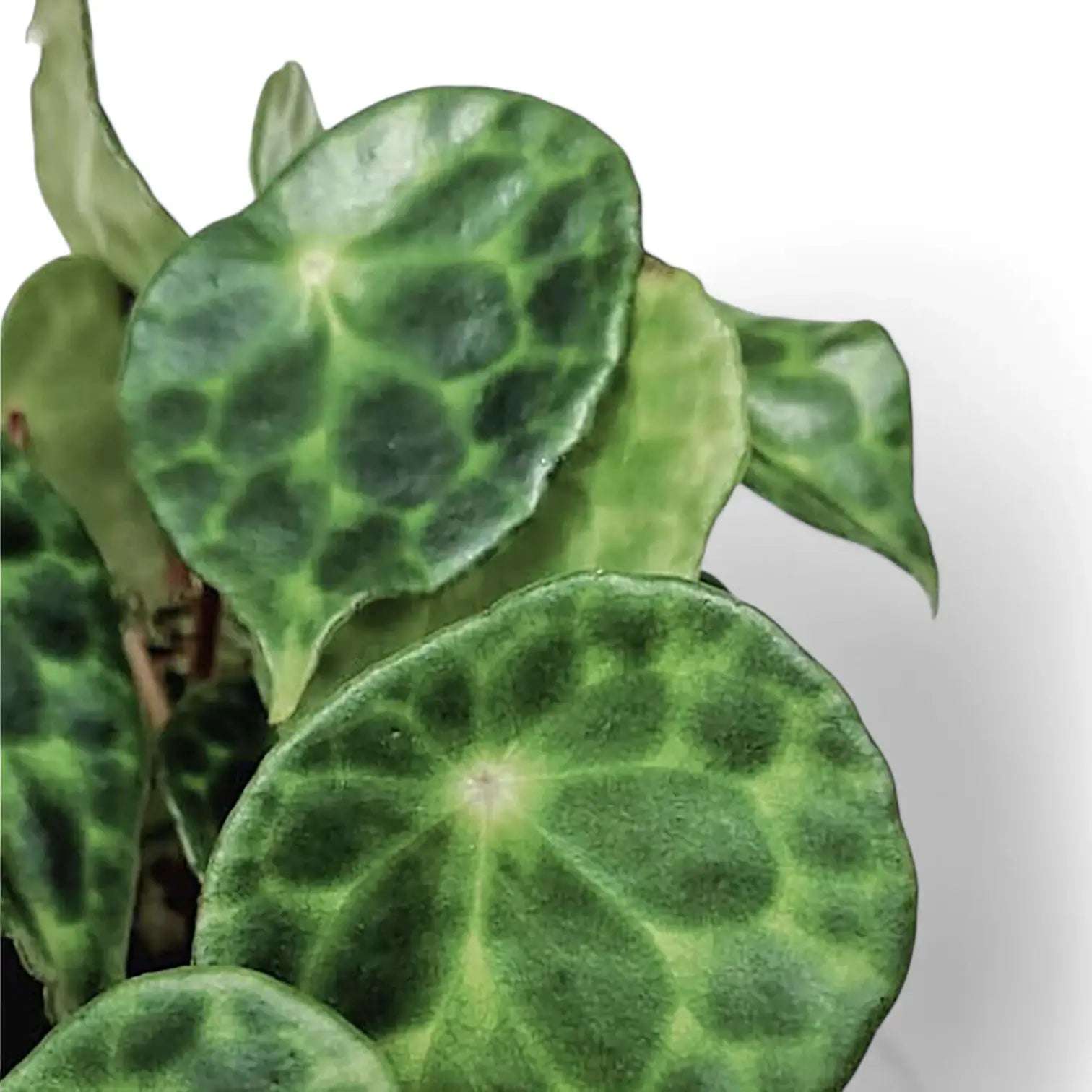 Begonia kingiana – Blattdetail vor weißem Hintergrund..