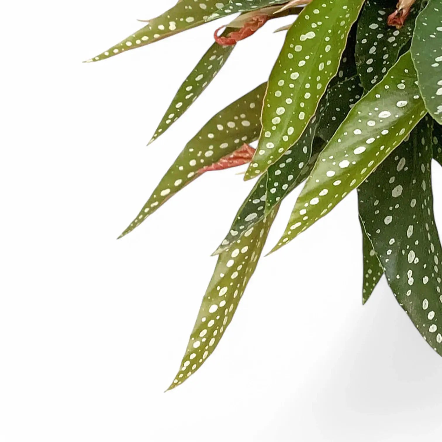 Begonia maculata âTamayaâ â Blattdetail vor weiĂem Hintergrund..