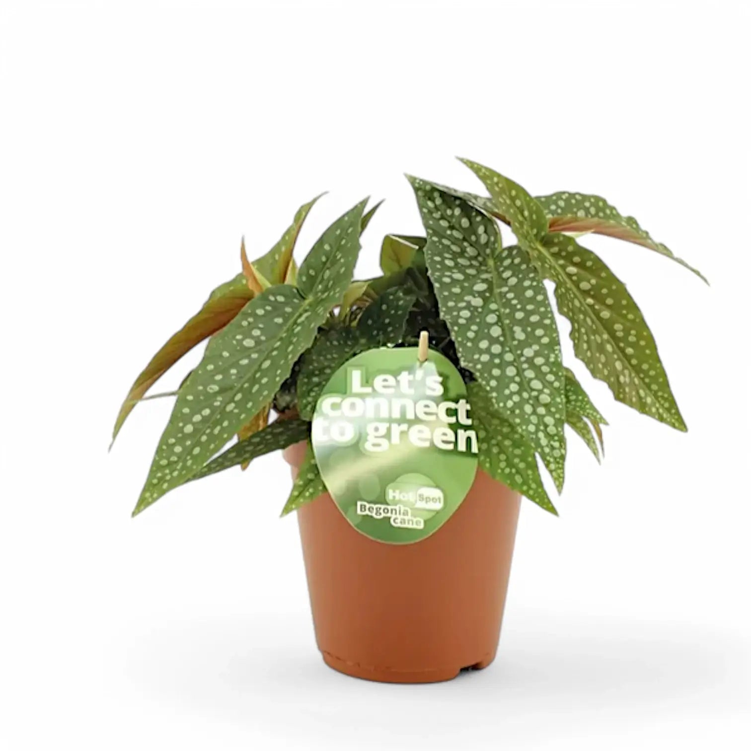 Begonia maculata 'White Ice' aka 'Cane Hotspot' potted houseplant in nursery pot on white background, product photo 2.