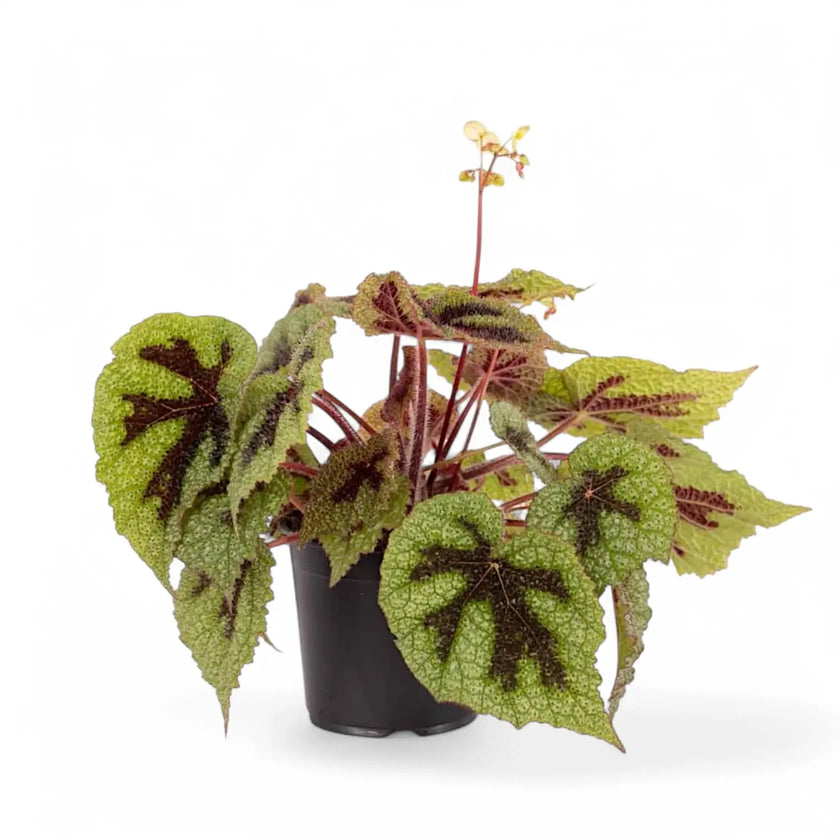Begonia masoniana 'Iron Cross' potted houseplant in nursery pot on white background, product photo 2.