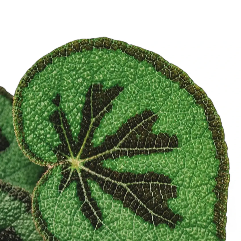 Begonia masoniana 'Mountain' leaf close-up on white background.