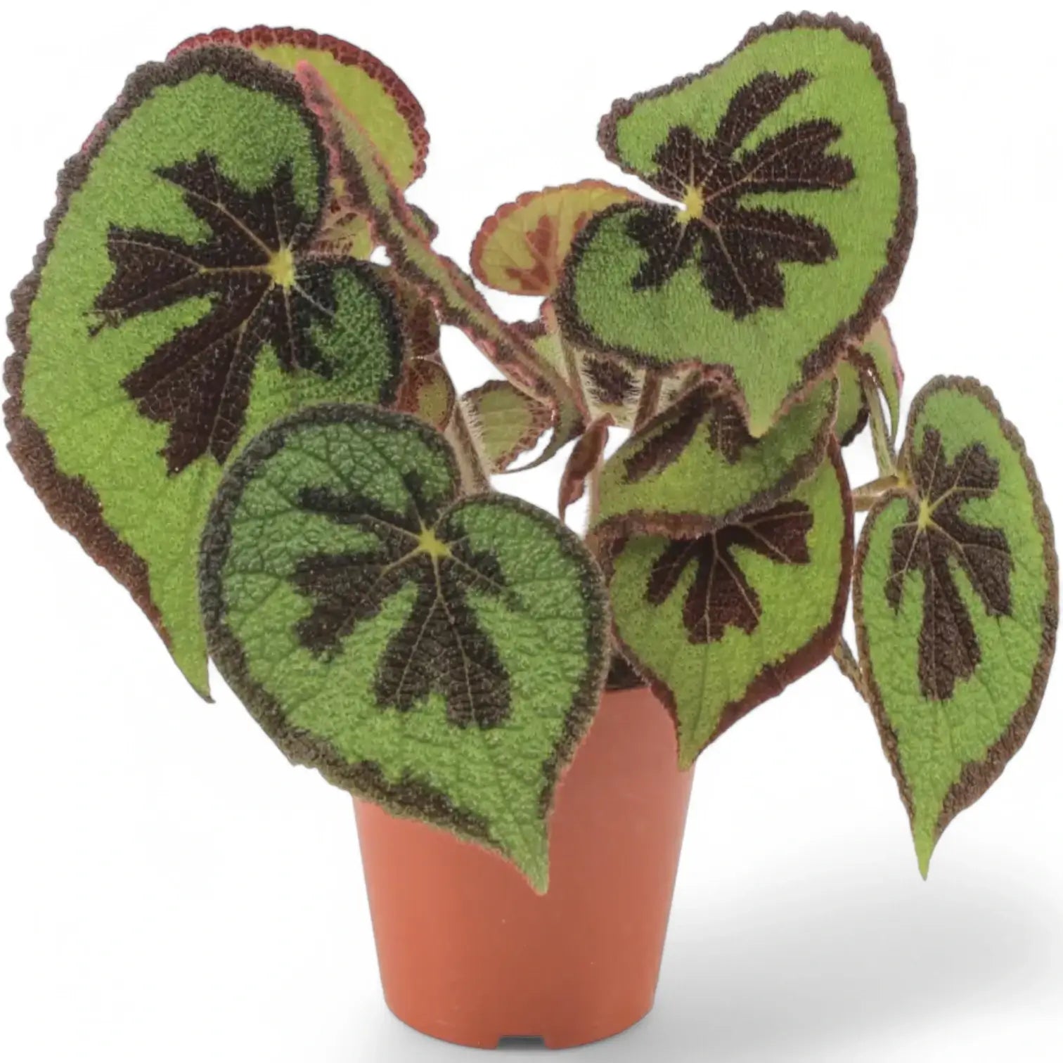 Begonia masoniana 'Mountain' Zimmerpflanze im Anzuchttopf vor weißem Hintergrund, Produktfoto 2.