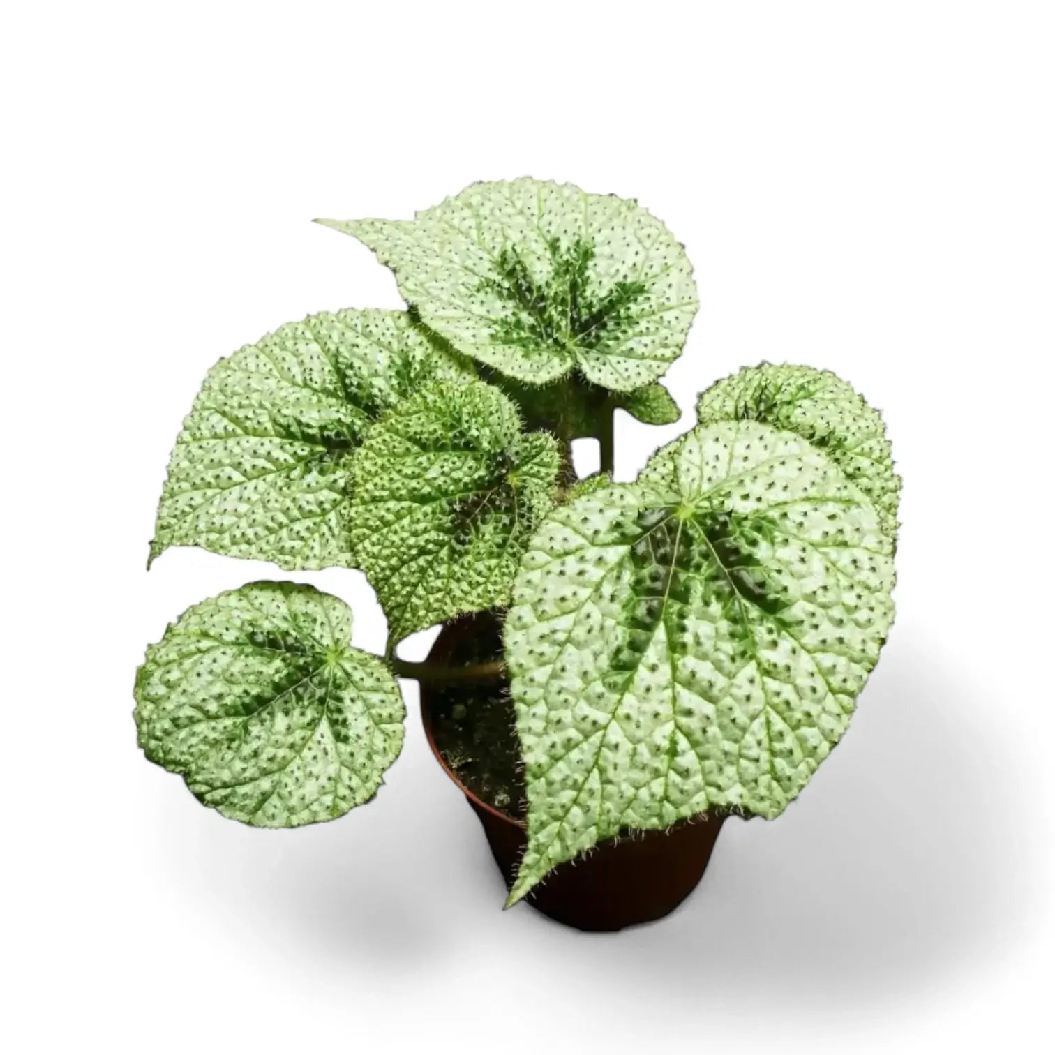 Begonia masoniana 'Tricolor' Zimmerpflanze im Anzuchttopf vor weißem Hintergrund, Produktfoto 2.