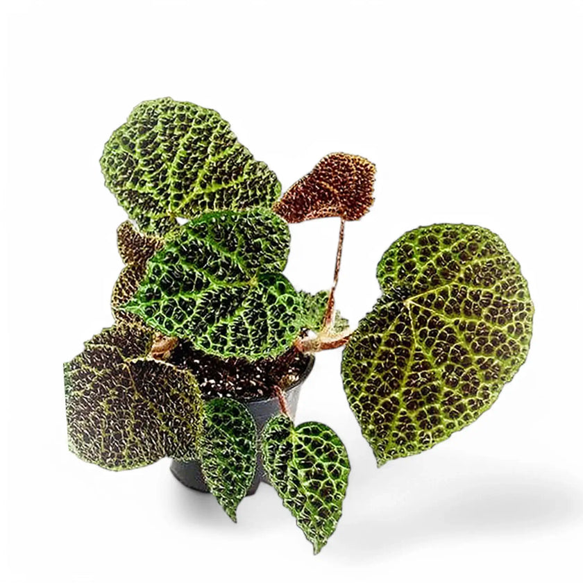 Begonia melanobullata potted houseplant in nursery pot on white background, product photo 2.