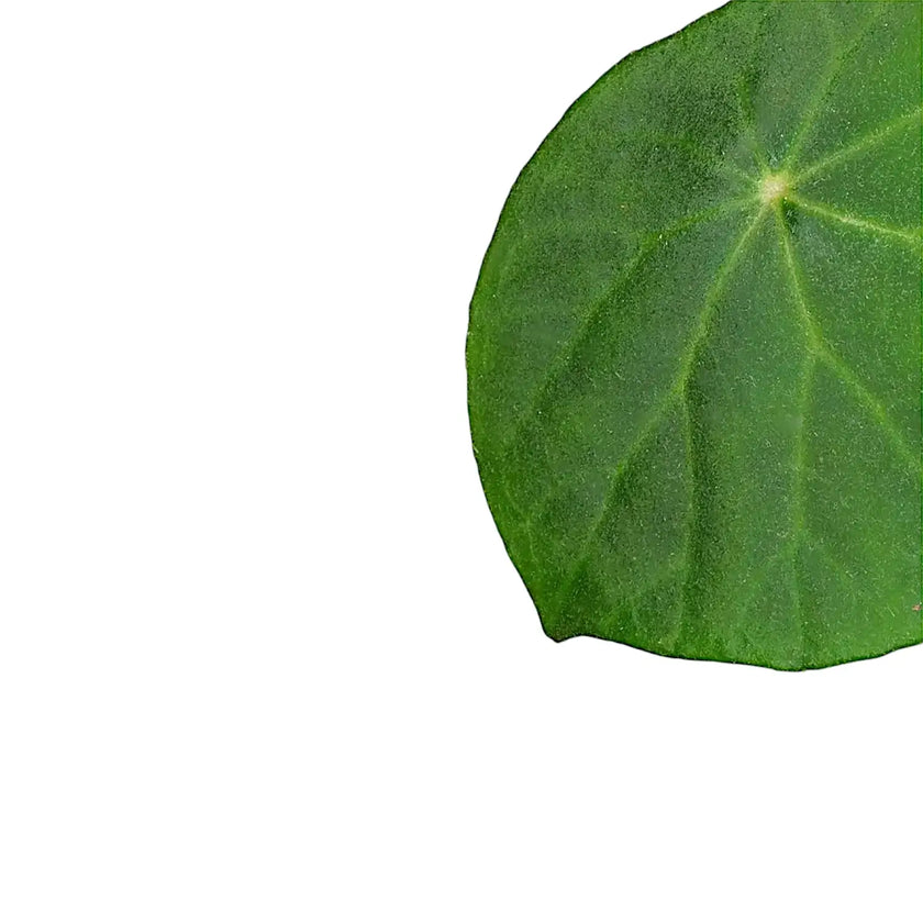 Begonia peltata leaf close-up on white background.