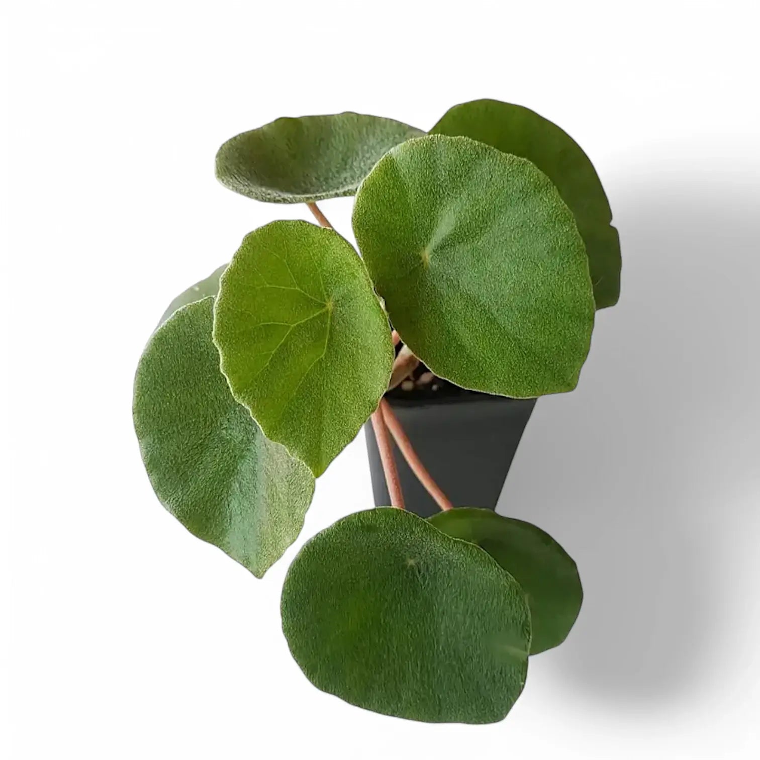 Begonia peltata Zimmerpflanze im Anzuchttopf vor weiĂźem Hintergrund, Produktfoto 2.