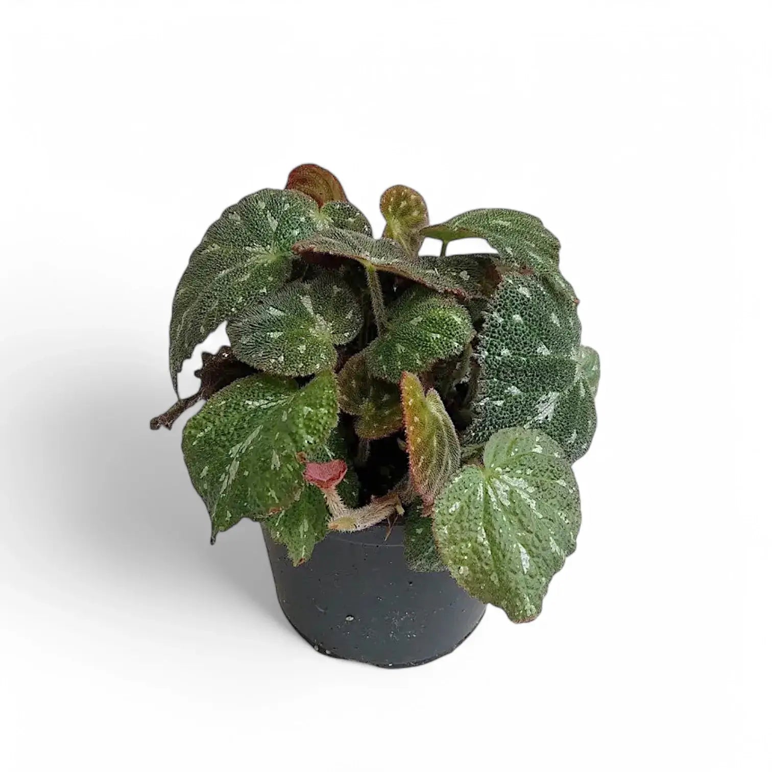 Begonia pustulata Zimmerpflanze im Anzuchttopf vor weißem Hintergrund, Produktfoto 2.