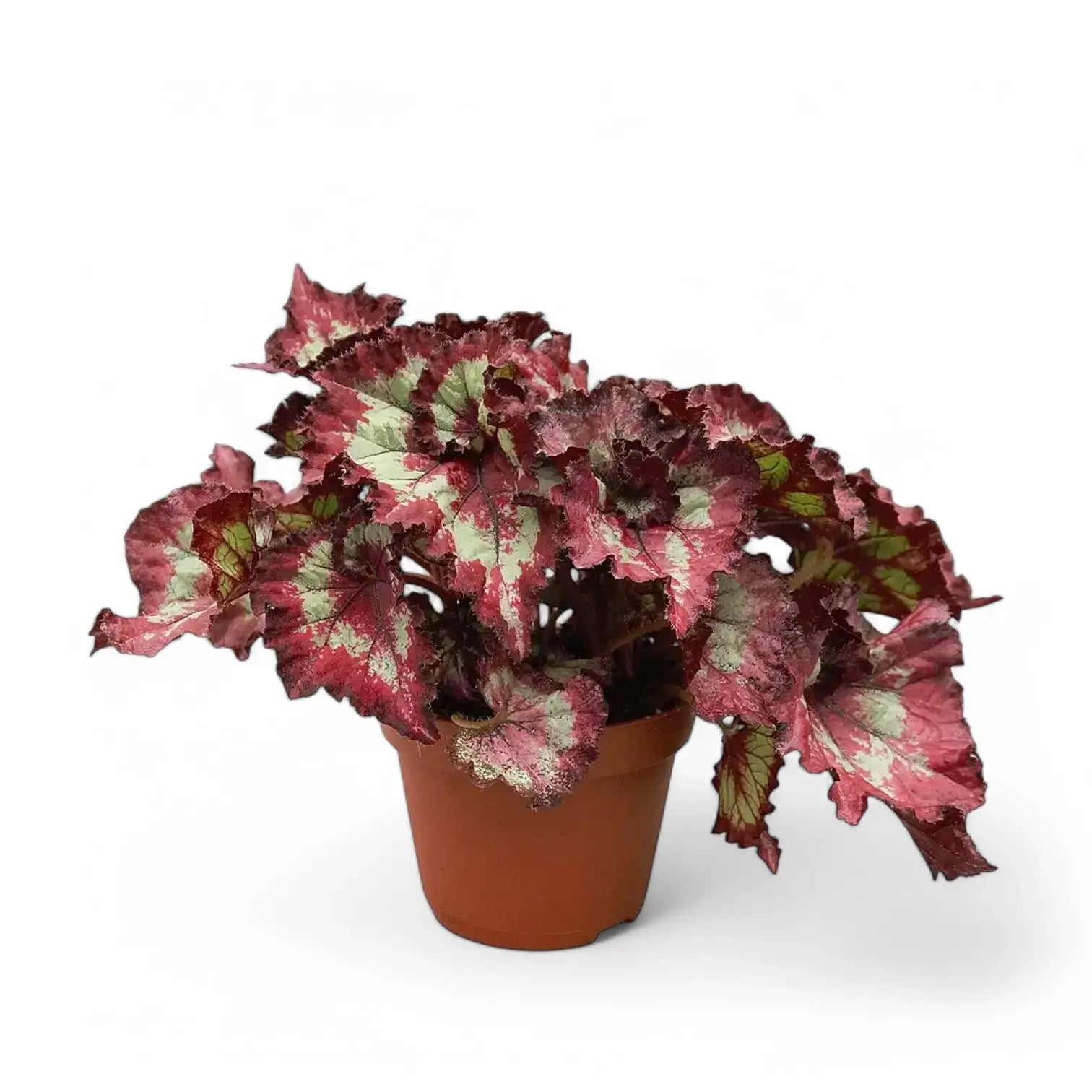 Begonia rex 'Balboa' Zimmerpflanze im Anzuchttopf vor weiĂźem Hintergrund, Produktfoto 2.
