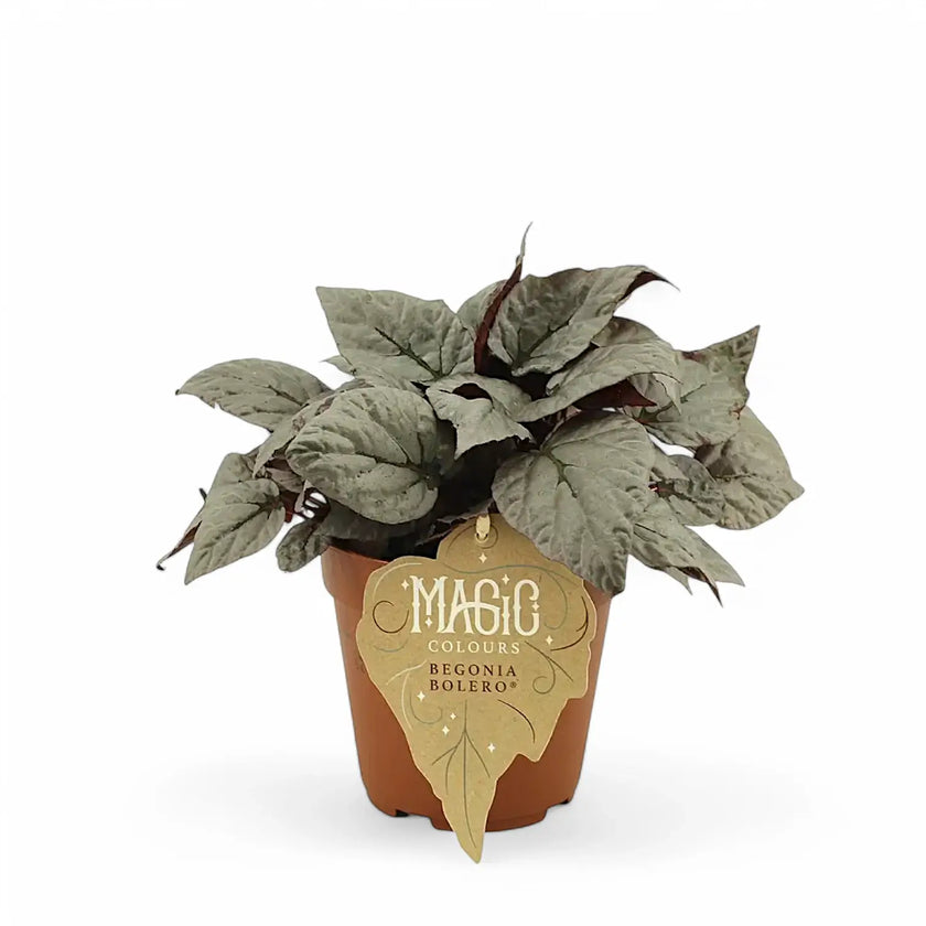 Begonia rex 'Bolero' potted houseplant in nursery pot on white background, product photo 2.