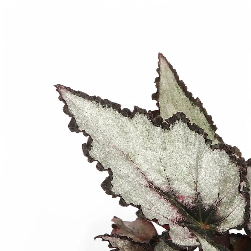Begonia rex 'Coco' leaf close-up on white background.