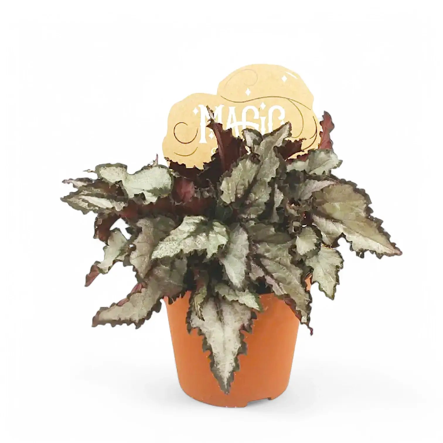 Begonia rex 'Coco' Zimmerpflanze im Anzuchttopf vor weiĂźem Hintergrund, Produktfoto 2.