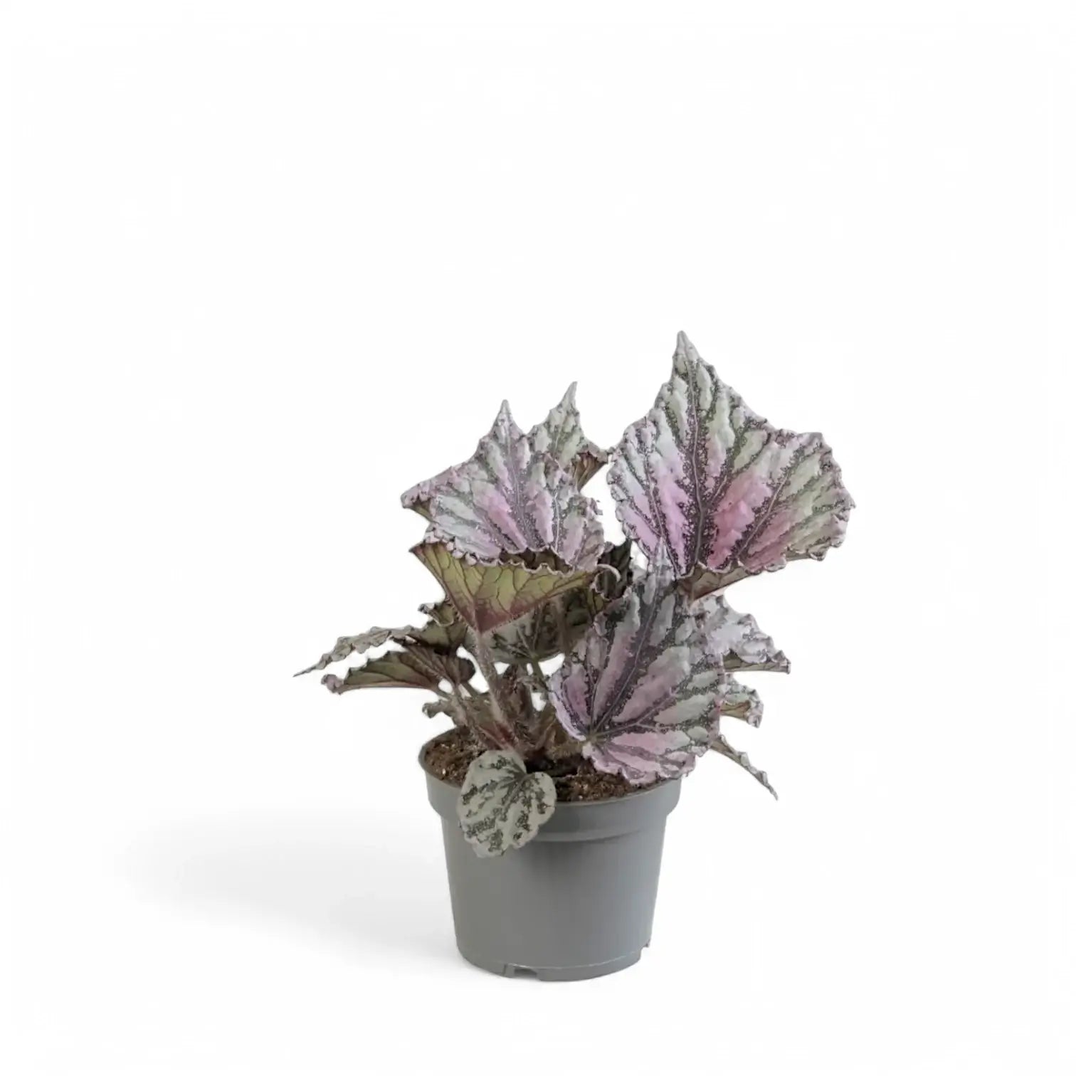 Begonia rex 'Dew Drop' Zimmerpflanze im Anzuchttopf vor weißem Hintergrund, Produktfoto 3.