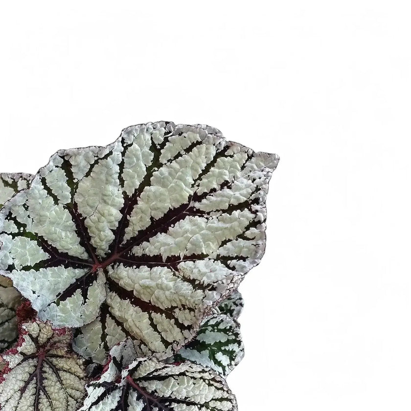 Begonia rex 'Fedor' leaf close-up on white background.