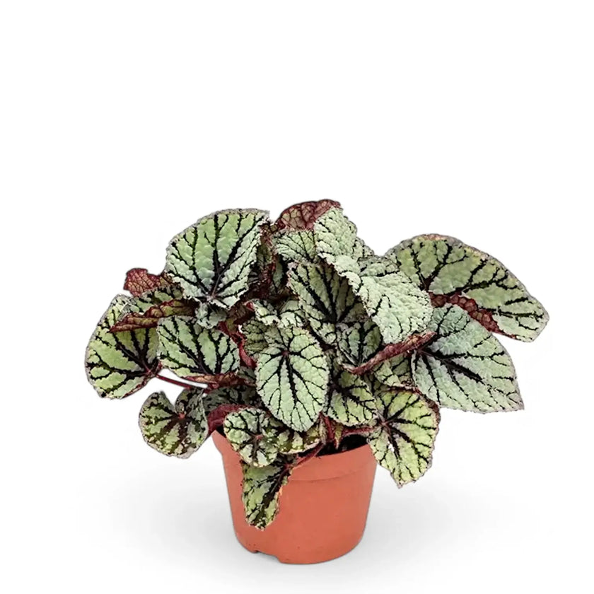 Begonia rex 'Fedor' potted houseplant in nursery pot on white background, product photo 2.