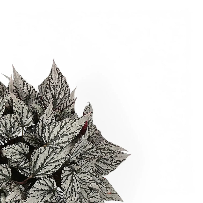 Begonia rex 'Jolly Silver' leaf close-up on white background.