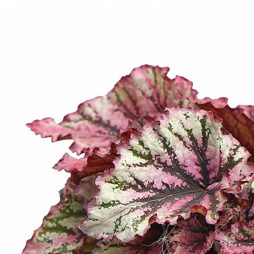 Begonia rex 'Lambada' leaf close-up on white background.