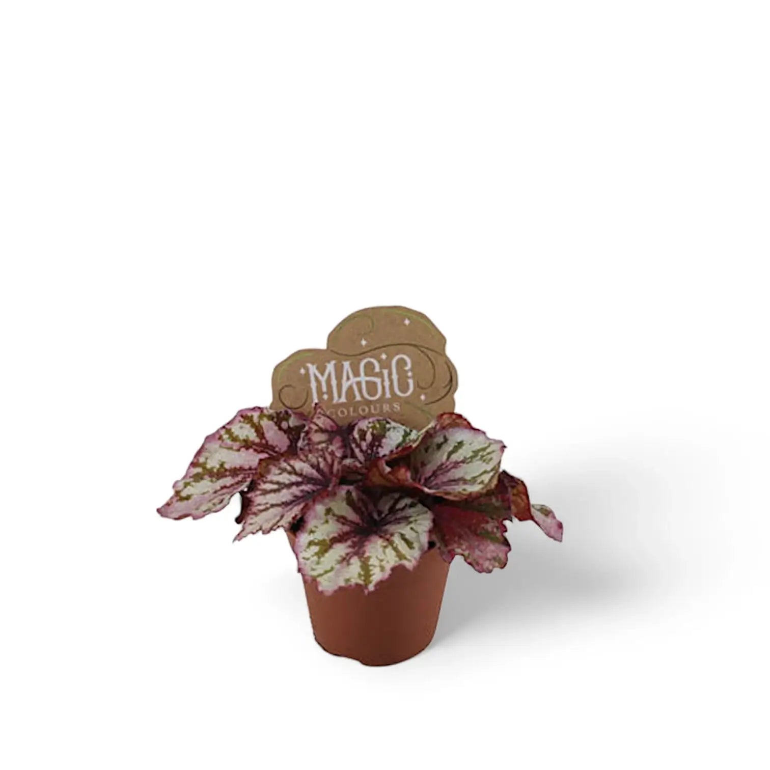 Begonia rex 'Lambada' potted houseplant in nursery pot on white background, product photo 2.