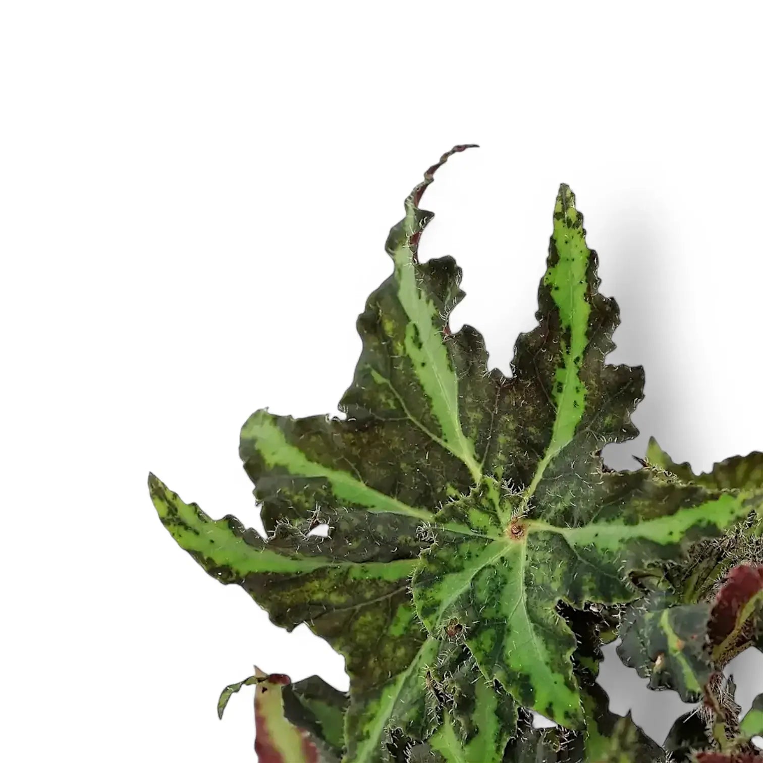 Begonia rex 'Lion Dance' leaf close-up on white background.