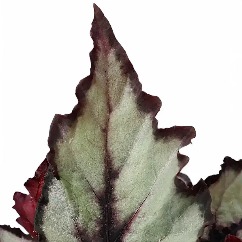 Begonia rex 'Magma' leaf close-up on white background.