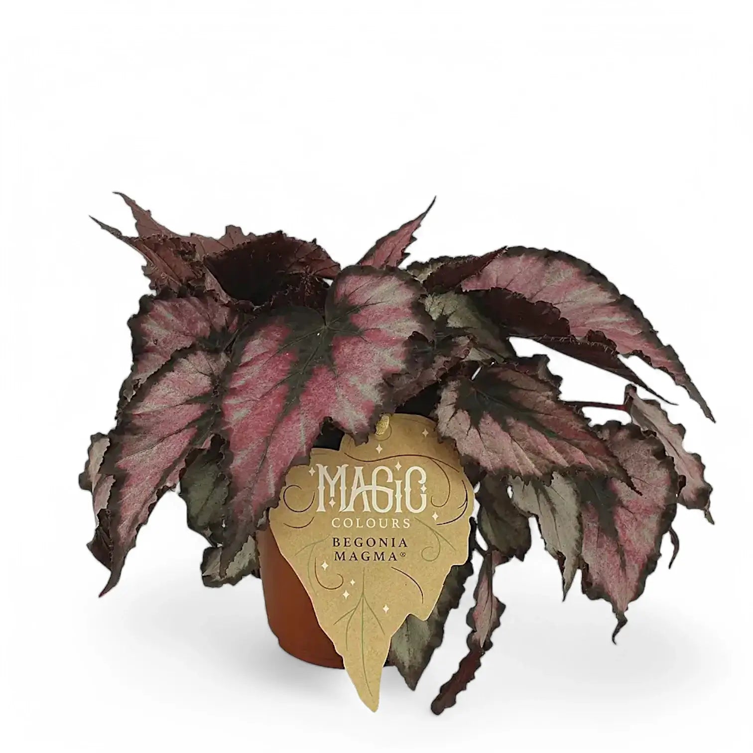 Begonia rex 'Magma' potted houseplant in nursery pot on white background, product photo 2.