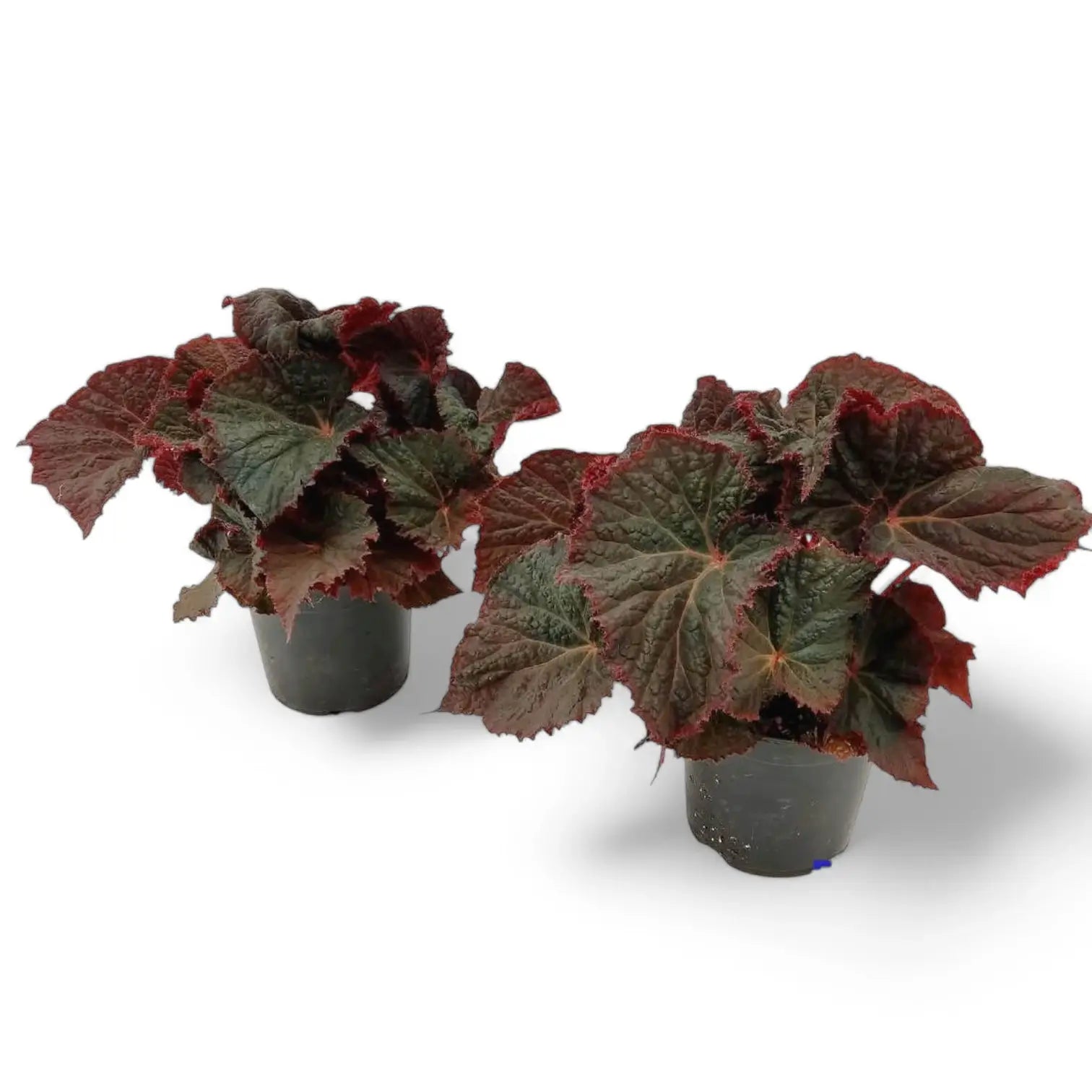 Begonia rex 'Midnight Magic' potted houseplant in nursery pot on white background, product photo 2.