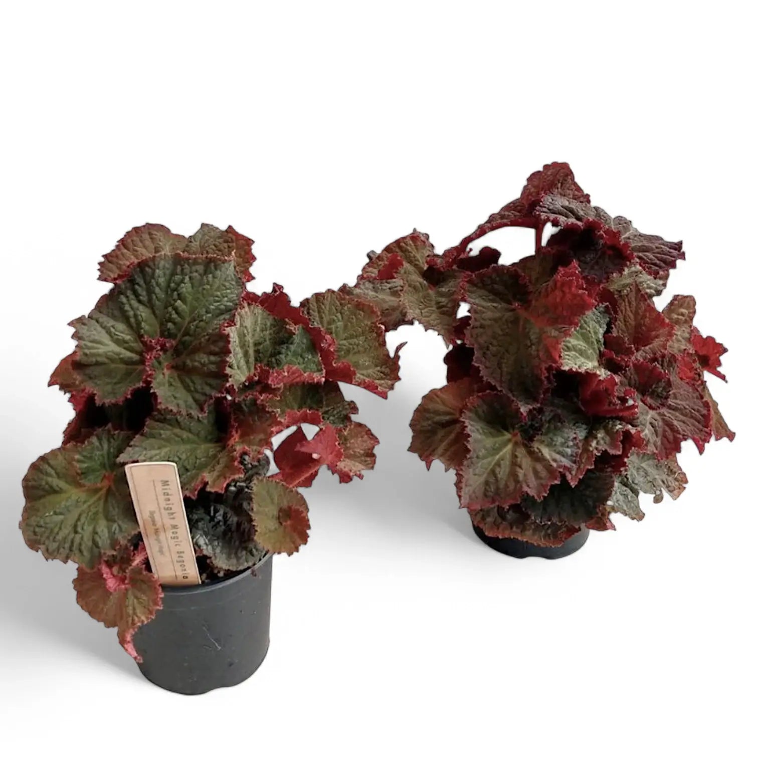 Begonia rex 'Midnight Magic' potted houseplant in nursery pot on white background, product photo 3.