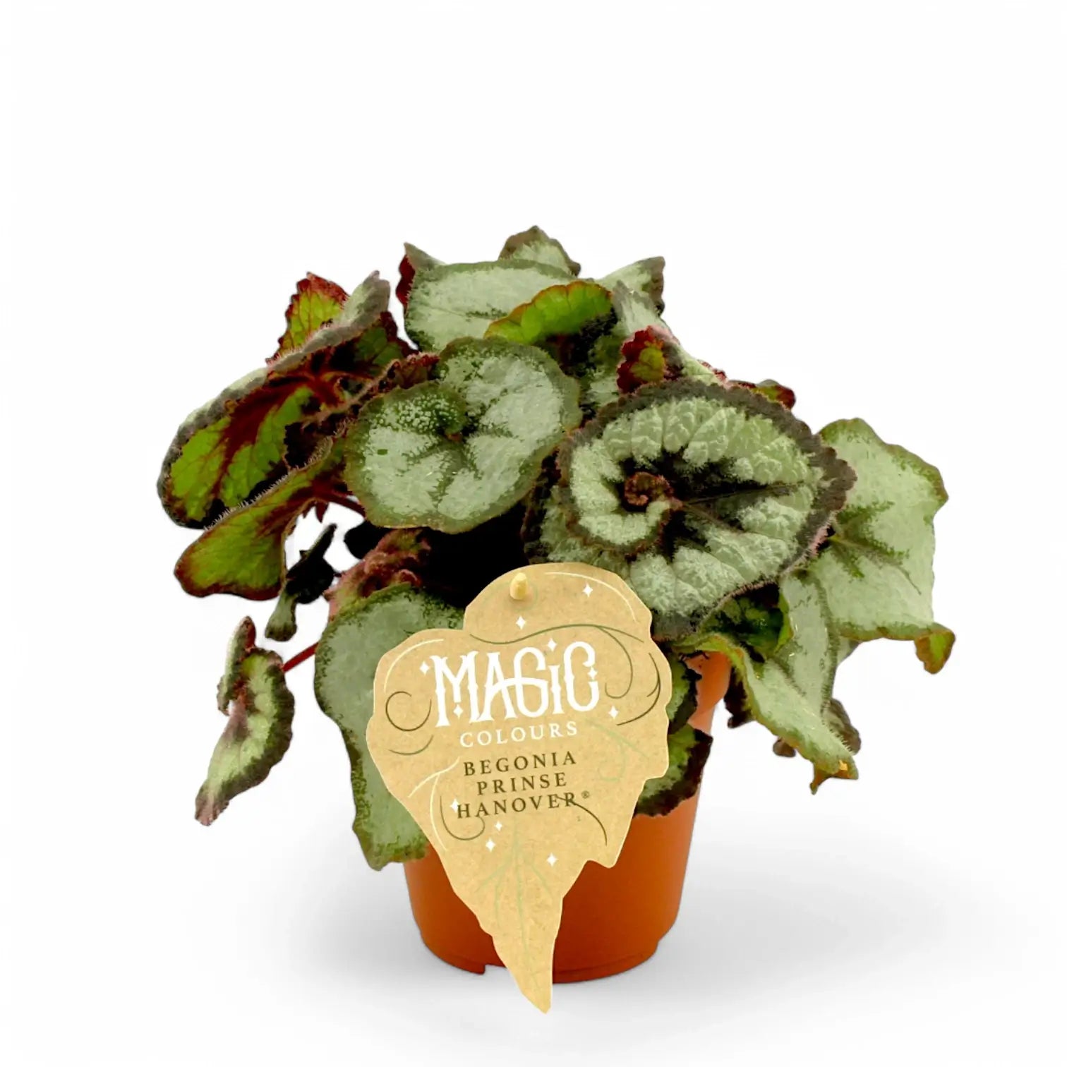 Begonia rex 'Princess Hanover' potted houseplant in nursery pot on white background, product photo 2.