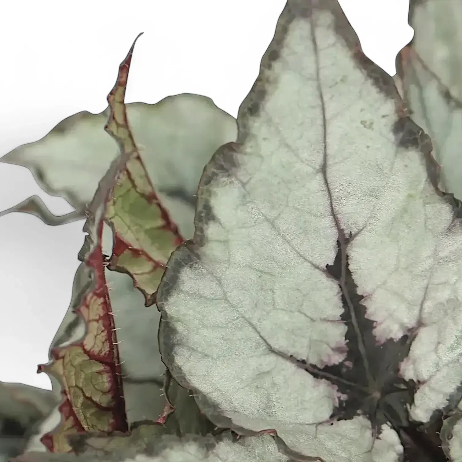 Begonia rex 'Raindance' leaf close-up on white background.