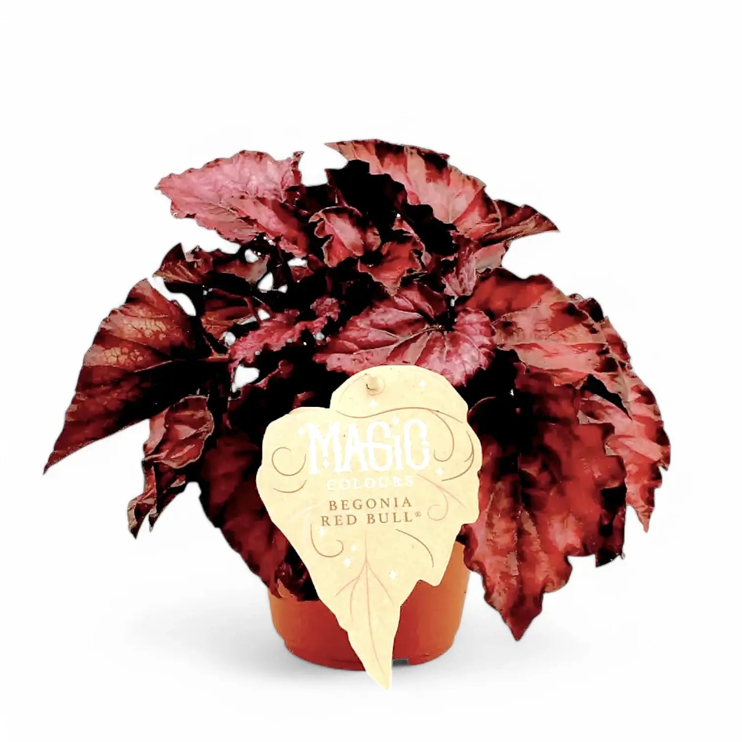 Begonia rex 'Red Bull' potted houseplant in nursery pot on white background, product photo 2.