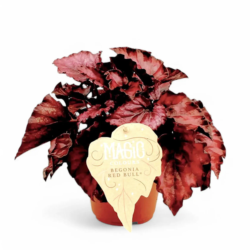 Begonia rex 'Red Bull' potted houseplant in nursery pot on white background, product photo 2.