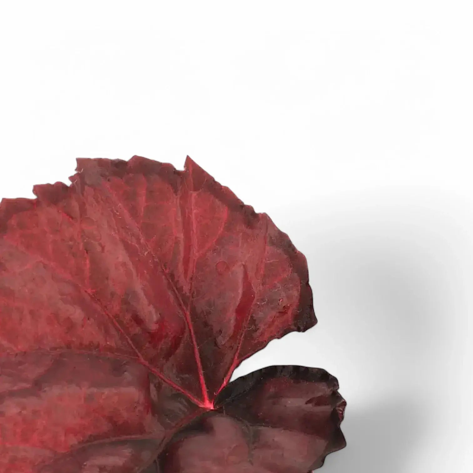 Begonia rex 'Red Heart' leaf close-up on white background.