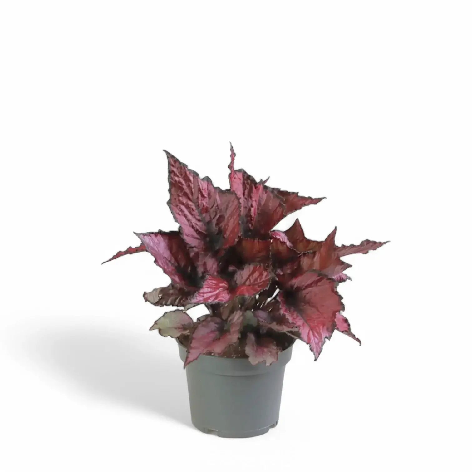 Begonia rex 'Red Heart' potted houseplant in nursery pot on white background, product photo 3.