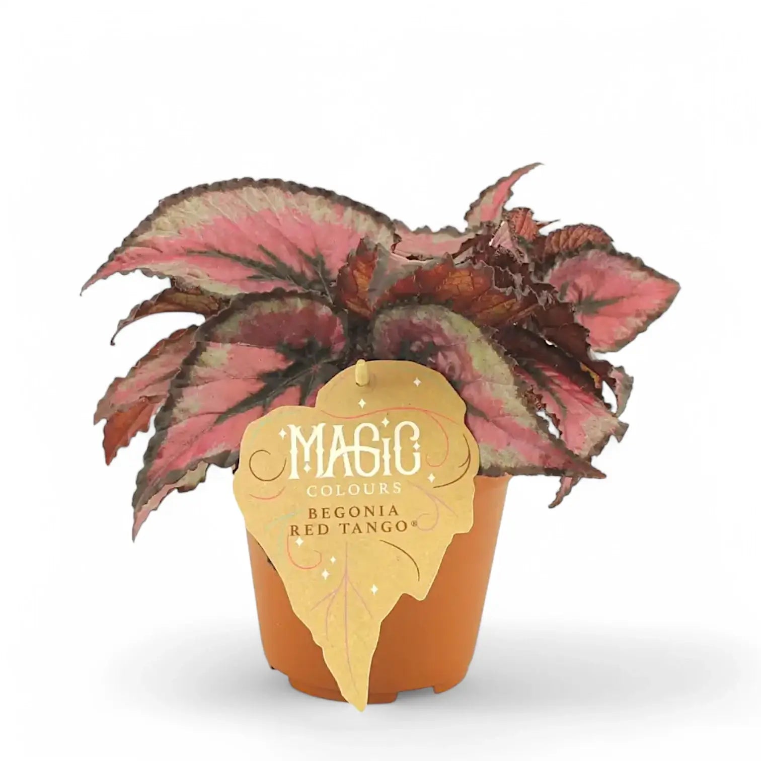 Begonia rex 'Red Tango' potted houseplant in nursery pot on white background, product photo 2.