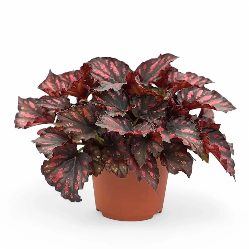 Begonia rex 'Rumba' potted houseplant in nursery pot on white background, product photo 2.