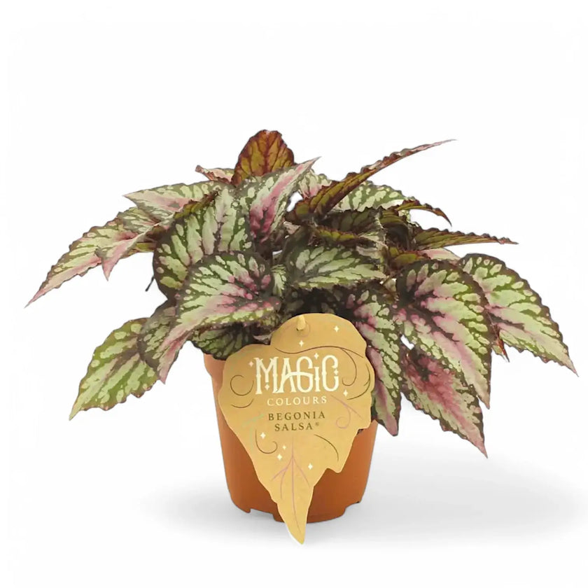 Begonia rex 'Salsa' potted houseplant in nursery pot on white background, product photo 2.