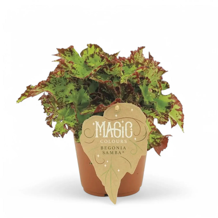 Begonia rex 'Samba' potted houseplant in nursery pot on white background, product photo 2.