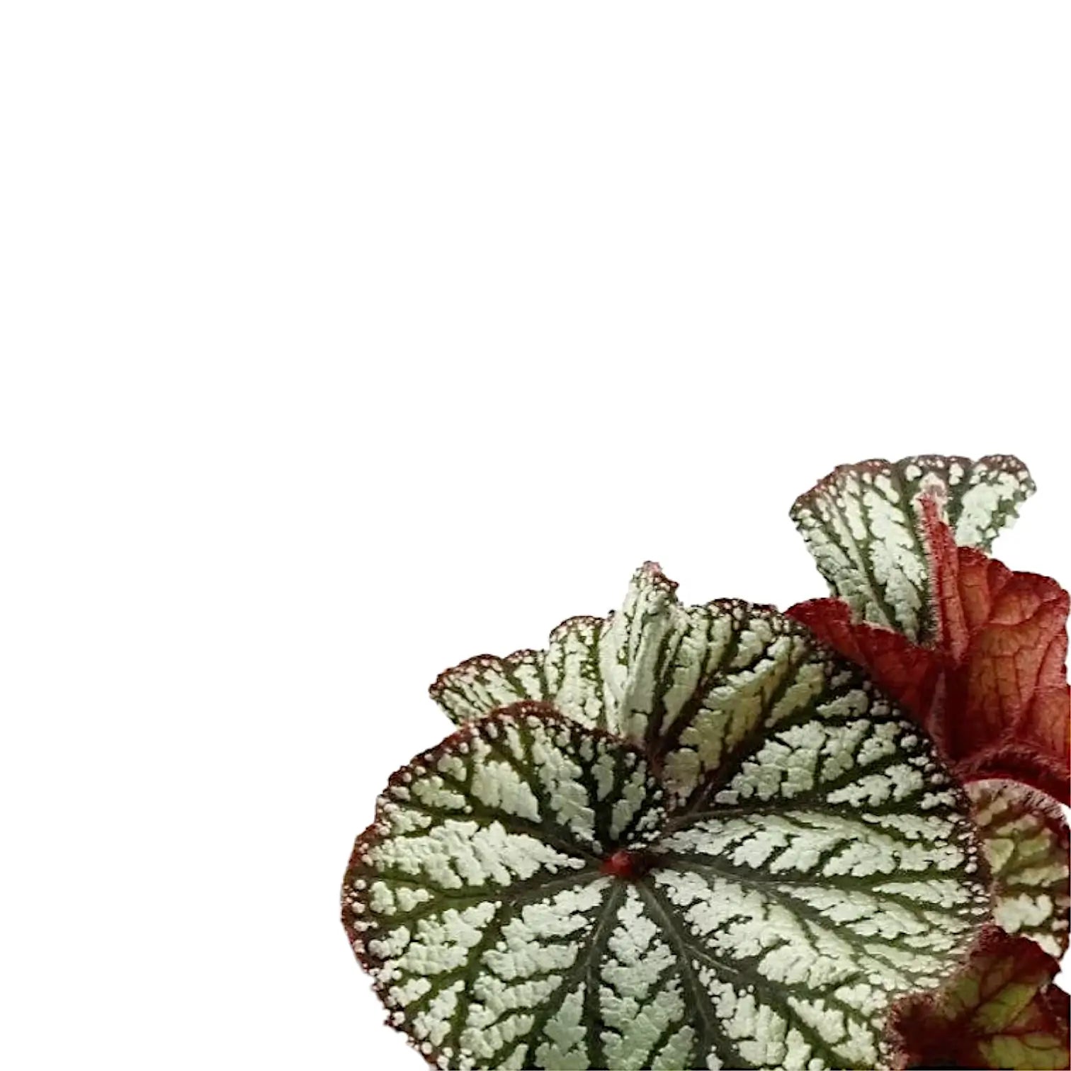 Begonia rex 'Spiralis' leaf close-up on white background.