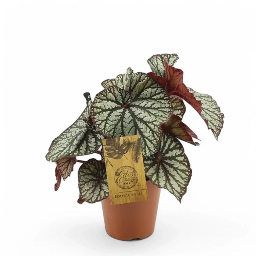 Begonia rex 'Spiralis' potted houseplant in nursery pot on white background, product photo 2.