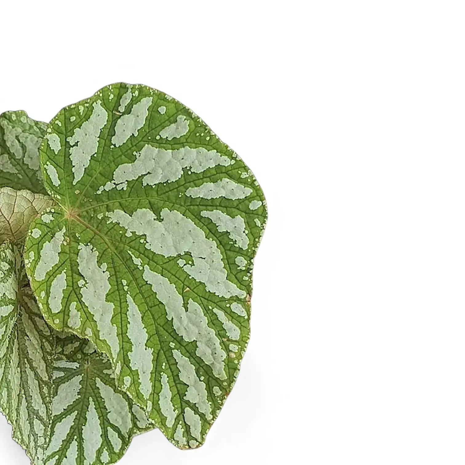 Begonia rex 'Tap Dance' leaf close-up on white background.
