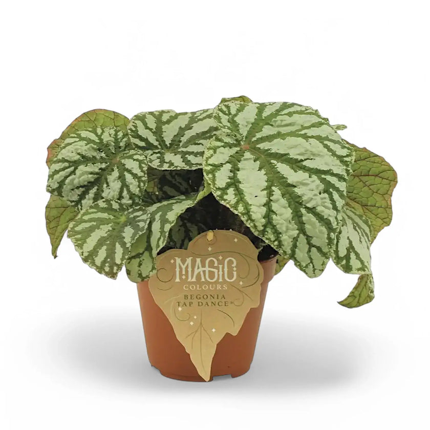 Begonia rex 'Tap Dance' potted houseplant in nursery pot on white background, product photo 2.