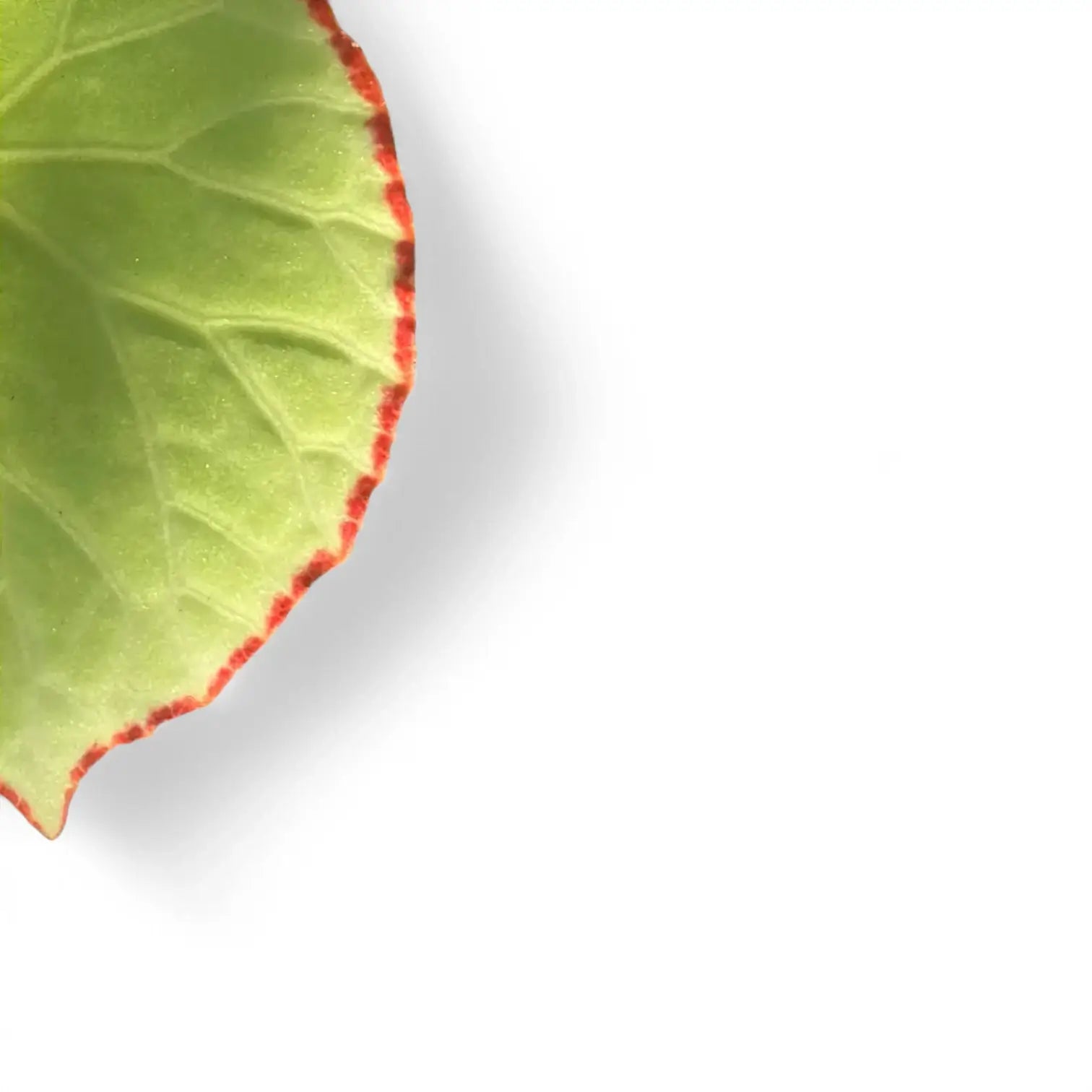 Begonia scapigera leaf close-up on white background.
