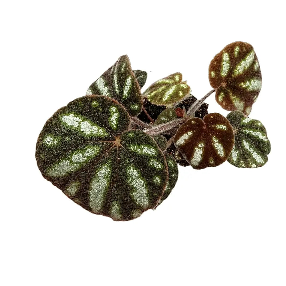 Begonia sp. Ngoc Lac potted houseplant in nursery pot on white background, product photo 2.