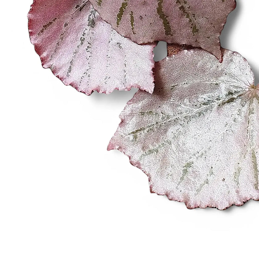 Begonia sp. U192 'Martin's Mystery' leaf close-up on white background.