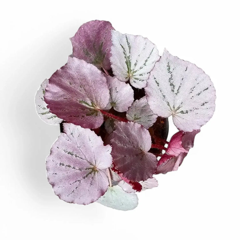 Begonia sp. U192 'Martin's Mystery' potted houseplant in nursery pot on white background, product photo 2.