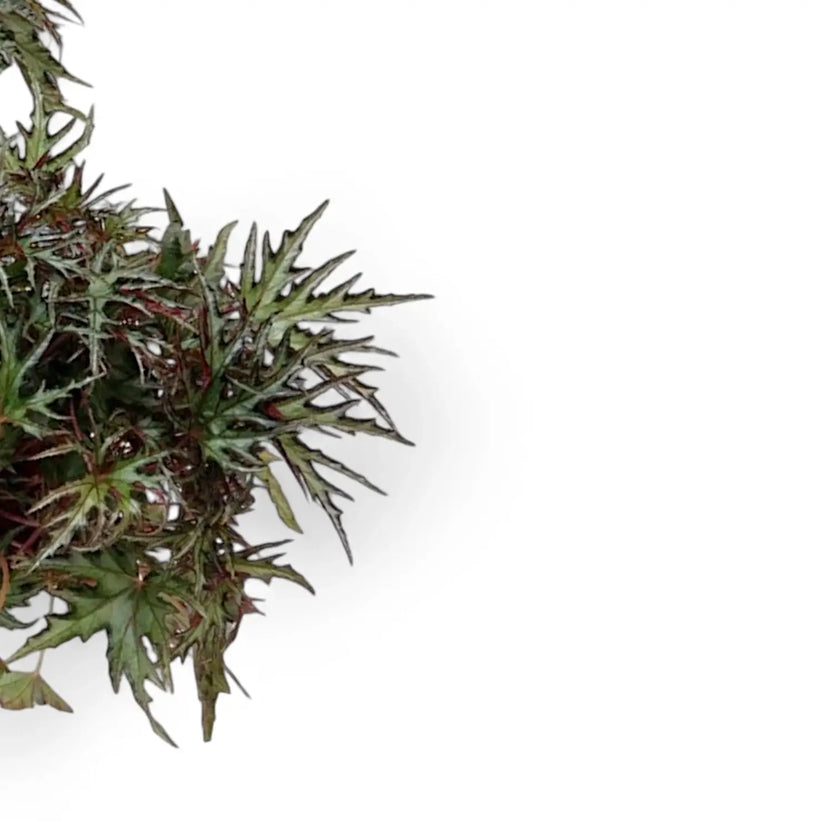 Begonia sp. U614 leaf close-up on white background.