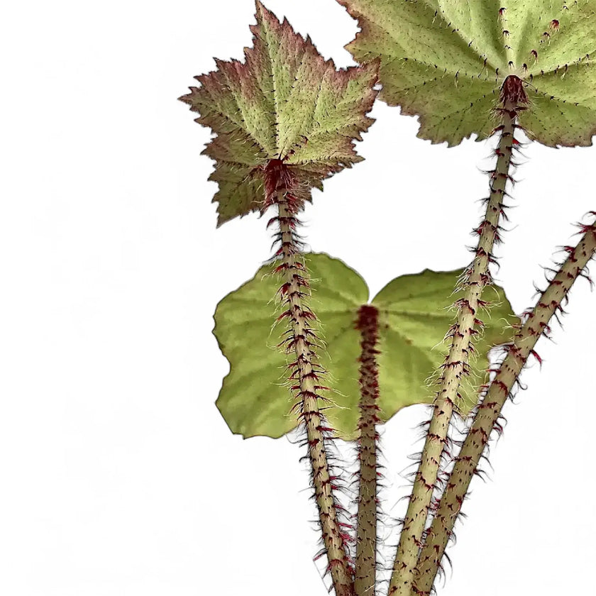 Begonia x ricinifolia ‘Immense’ leaf close-up on white background.